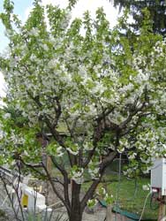 Fruehling im Garten